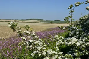 Wildlife Prints: Wild flower margin planted with Red Campion along edge of arable field Norfolk May