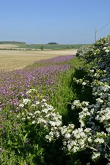 Wild flower margin planted with Red Campion along edge of arable field Norfolk May