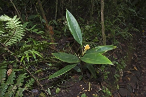 Wild Ginger growing in forest at Tari Southern Highlands Papua New Guinea Wild Ginger growing in forest at Tari Southern Highlands Papua New Guinea