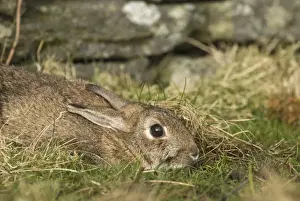 Mammal Prints: Wild Rabbit Oryctolagus cuniculus flattening itself to ground to hide Shetland