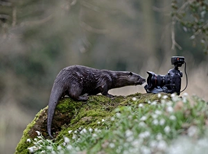 wild river Otter Lutra lutra inspecting camera River Thet Norfolk wild river Otter Lutra lutra inspecting camera River Thet Norfolk
