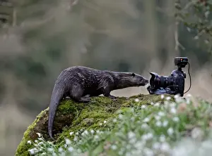 Mammal Prints: wild river Otter Lutra lutra inspecting camera River Thet Norfolk