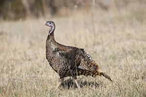 Wild Turkey Meleagris gallopavo Nebraska USA April
