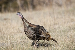 Wild Turkey Meleagris gallopavo Nebraska USA April