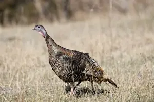 Turkey Prints: Wild Turkey Meleagris gallopavo female Nebraska USA April