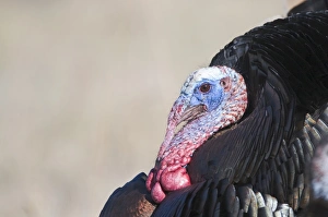 Displaying Wild Turkey Meleagris gallopavo Nebraska USA April