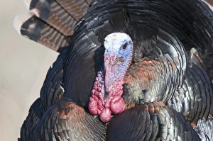Displaying Wild Turkey Meleagris gallopavo Nebraska USA April