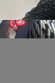 Displaying Wild Turkey Meleagris gallopavo Nebraska USA April