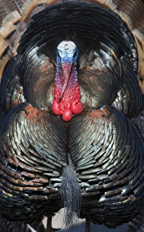 Wild Turkey Meleagris gallopavo Nebraska USA April