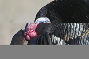 Displaying Wild Turkey Meleagris gallopavo Nebraska USA April