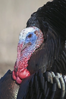 Wild Turkey Meleagris gallopavo Nebraska USA April