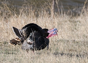 Displaying Wild Turkey Meleagris gallopavo Nebraska USA April