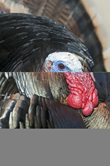 Displaying Wild Turkey Meleagris gallopavo Nebraska USA April