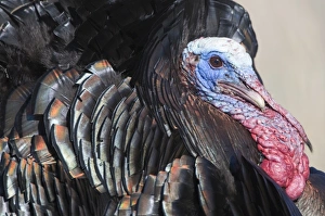 Displaying Wild Turkey Meleagris gallopavo Nebraska USA April