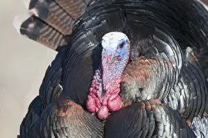 Courtship Prints: Wild Turkey Meleagris gallopavo Nebraska USA April