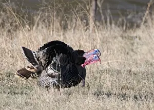 Wild Turkey Meleagris gallopavo Nebraska USA April