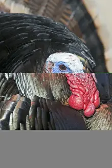 Wild Turkey Meleagris gallopavo Nebraska USA April