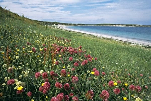 wildflowers including clovers etc growing on Machair, on Balranald RSPB Reserve, North Uist wildflowers including clovers etc growing on Machair, on Balranald RSPB Reserve, North Uist