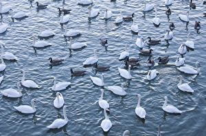 Wildfowl at Caerlavorock incl Whooper & Mute Swans, Canada Geese, Scotland winter Wildfowl at Caerlavorock incl Whooper & Mute Swans, Canada Geese, Scotland winter