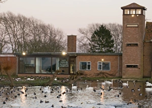 Wildfowl including Bewicks Swans at dusk Slimbridge Glos February Wildfowl including Bewicks Swans at dusk Slimbridge Glos February