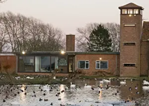Wildfowl Prints: Wildfowl including Bewicks Swans at dusk Slimbridge Glos February