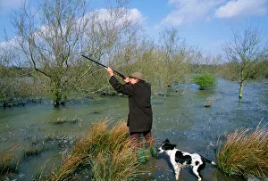 Wildfowler shooting ducks, Kent, winter, UK (with Springer Spaniel dog)