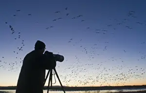 Editor's Picks: Wildlife photographer photographing Snow Geese leaving roost at dawn Bosque del Apache