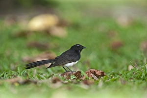 Willie Wagtail Rhipidura leucophrys Cairns Queensland Australia Willie Wagtail Rhipidura leucophrys Cairns Queensland Australia