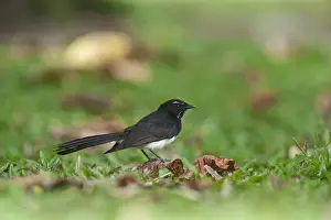 Australia Prints: Willie Wagtail Rhipidura leucophrys Cairns Queensland Australia