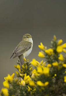 Willow Warbler Phylloscopus trochilus Northumberland spring