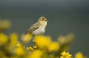 Warbler Prints: Willow Warbler Phylloscopus collybita on gorse in spring Northumberland