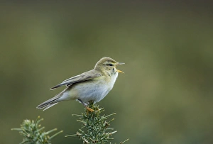 Willow Warbler Phylloscopus trochilus in song Northumberland spring