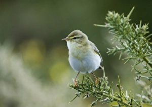 Willow Warbler Phylloscopus trochilus Northumberland spring