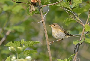 Willow Warbler Phylloscopus trochilus male Norfolk June