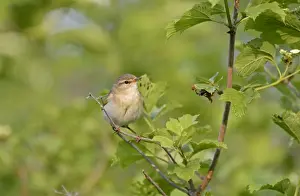 Willow Warbler Phylloscopus trochilus male Norfolk June