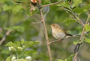 Warbler Prints: Willow Warbler Phylloscopus trochilus male Norfolk June