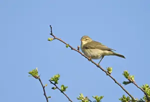 Warbler Prints: Willow Warbler Phylloscopus trochilus Norfolk April
