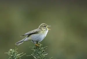 Warbler Prints: Willow Warbler Phylloscopus trochilus Northumberland spring