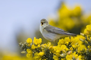 Willow Warbler Phylloscopus trochilus in song Northumberland spring