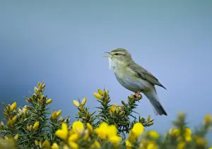 Warbler Prints: Willow Warbler Phylloscopus trochilus in song Northumberland spring