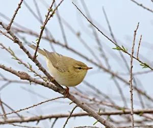 Willow Warbler Phylloscopus trochilus spring migrant UK April