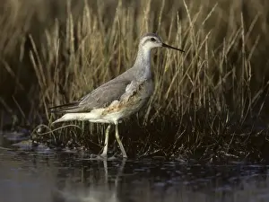 Images Dated 2008: Wilsons Phalarope Phalaropus tricolor winter plumage vagrant Cornwall UK autumn