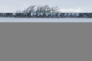 Wind blown tree in hedgerow in snow Dumfries Scotland December Wind blown tree in hedgerow in snow Dumfries Scotland December