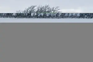 Trees Prints: Wind blown tree in hedgerow in snow Dumfries Scotland December