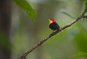 Wire-tailed Manakin Pipra filicauda male at lek Nr Iquitos Amazon Peru Wire-tailed Manakin Pipra filicauda male at lek Nr Iquitos Amazon Peru