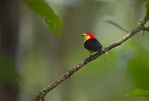 Neotropical Prints: Wire-tailed Manakin Pipra filicauda male at lek Nr Iquitos Amazon Peru