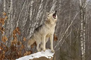 Mammal Prints: Wolf Canis lupus howling Minnesota N America winter