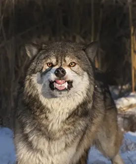 Wolf Canis lupus snarling Minnesota N America winter