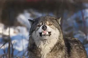 Wolf Canis lupus snarling Minnesota N America winter