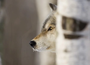 Wolf Canus lupus Minnesota N. America January